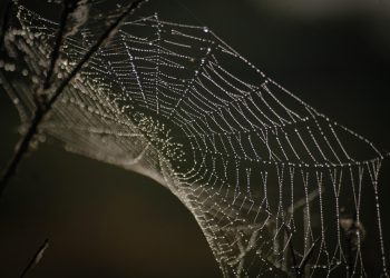 מיקסום הנוכחות המקוונת שלך: טיפים וטריקים באמצעות הפלטפורמה של GoDaddy
