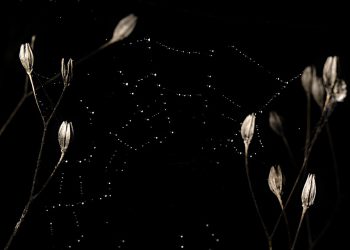 האם אירוח אתרים בינלאומי מתאים לך? גורמים מרכזיים שיש לקחת בחשבון