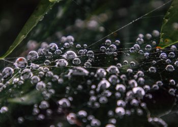 פתרון בעיות נפוצות ב-SiteGround: טיפים מהמומחים