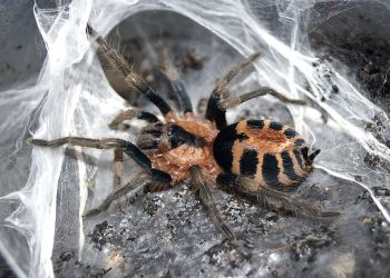 המחויבות הסביבתית של DreamHost: אירוח ירוק לעתיד בר קיימא