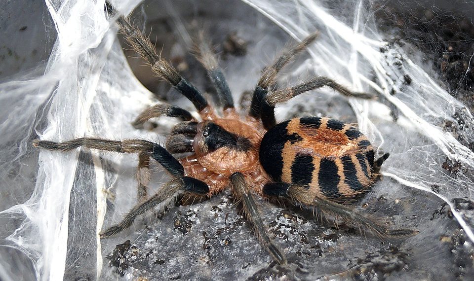 המחויבות הסביבתית של DreamHost: אירוח ירוק לעתיד בר קיימא