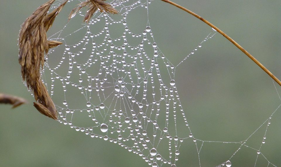 כך תמצאו את שירות אירוח האתרים המושלם לאתר שלכם