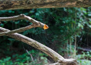 מהתחלה לכוכבים: כיצד Jet Server מעצים עסקים קטנים ב-2026