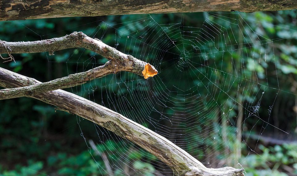 מהתחלה לכוכבים: כיצד Jet Server מעצים עסקים קטנים