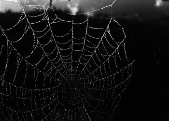 קיצוץ בעלויות מבלי לחתוך פינות: הפתרונות הטובים ביותר לאירוח אתרים בעלות נמוכה