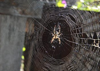 אירוח אתרים: גורמים שישפיעו על מהירות וביצועי האתר שלך