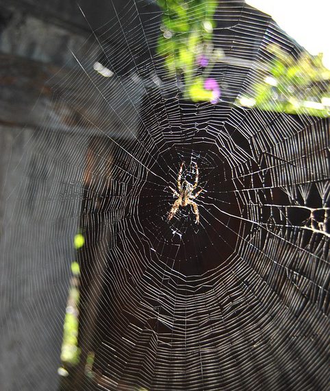 אירוח אתרים: גורמים שישפיעו על מהירות וביצועי האתר שלך