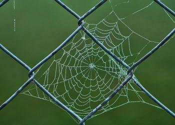 מחשבות על אבטחת אתרים: האם אחסון עם SSL ישפר את דירוג האתר שלך?