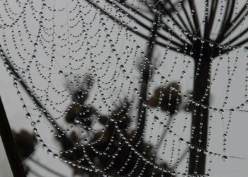 העתיד של אירוח אתרים לוורדפרס: מגמות וניבויים לשנים הקרובות