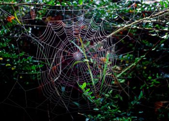 גלה את העתיד של אירוח אתרים בענן: מגמות שצפויות להשפיע על התעשייה