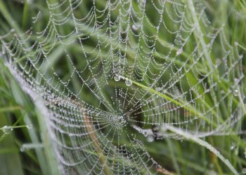 פתרונות ענן חסכוניים: פירוק התמחור והתוכניות של Cloudways