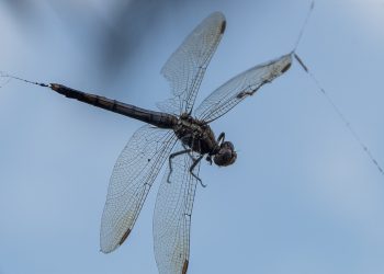 העתיד של אירוח אתרים: מדוע יציאה לגלובלית עשויה להיות ההימור הטוב ביותר שלך