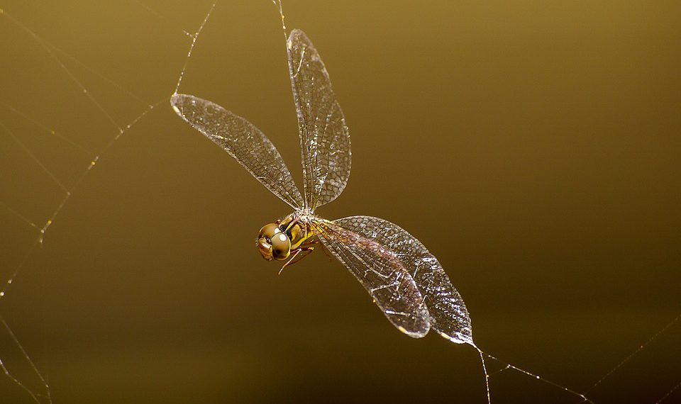 מהם ספקי אירוח האתרים המובילים? גלה את ההמלצות שלנו