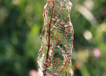שירותי אירוח אתרים עם נפח בלתי מוגבל ב-2026: האם זה באמת משתלם?