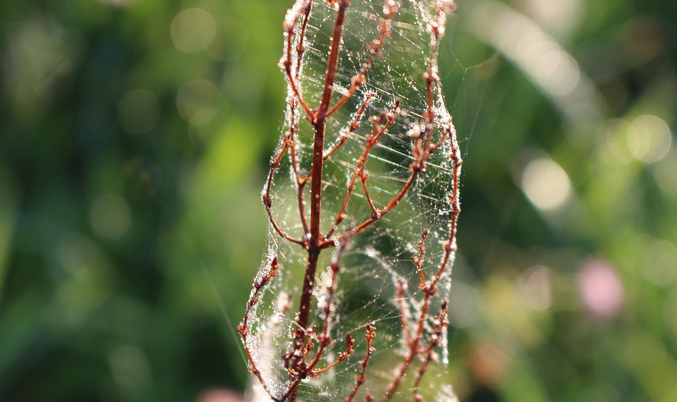 שירותי אירוח אתרים עם נפח בלתי מוגבל: האם זה מה שאתם מחפשים?