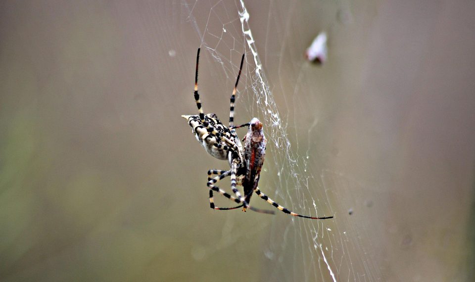 מיקסום ביצועי האתר שלך עם InterServer: טיפים וטריקים