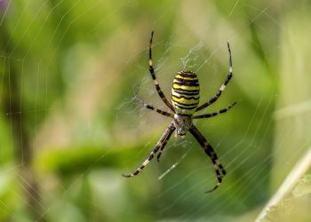 ממהירות לתמיכה: השוואה מעמיקה של שירותי אירוח אתרים