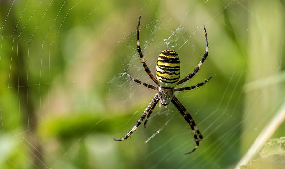 ממהירות לתמיכה: השוואה מעמיקה של שירותי אירוח אתרים
