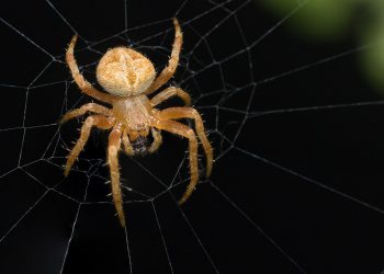 המיטב של אירוח אתרים בישראל: סקירה של 5 הספקים המובילים בשנת 2023