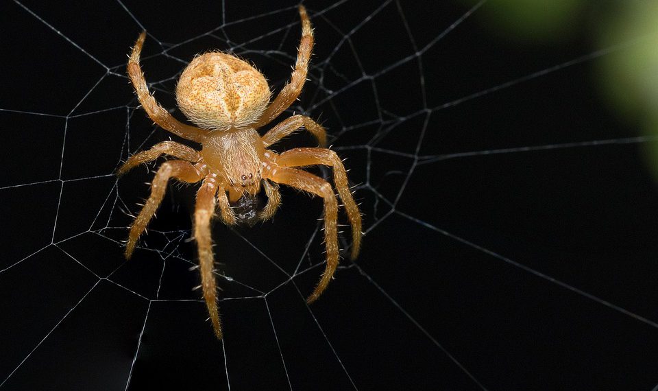 המיטב של אירוח אתרים בישראל: סקירה של 5 הספקים המובילים בשנת 2023
