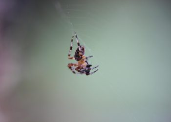 SiteGround ב-2026: מהירות, אבטחה ואירוח וורדפרס שמכוון לעסקים שרוצים לצמוח