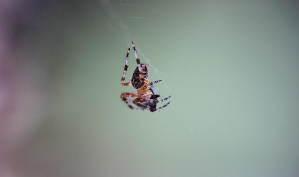 פתיחת מהירות ואבטחה: פתרונות האירוח של SiteGround מוסברים