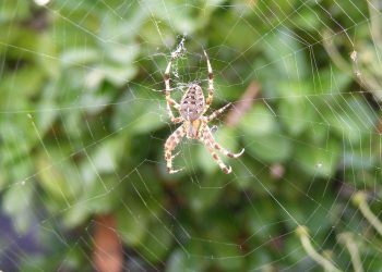 יוזמות אירוח ירוקות של Hostinger: צעד לקראת אירוח אתרים בר קיימא