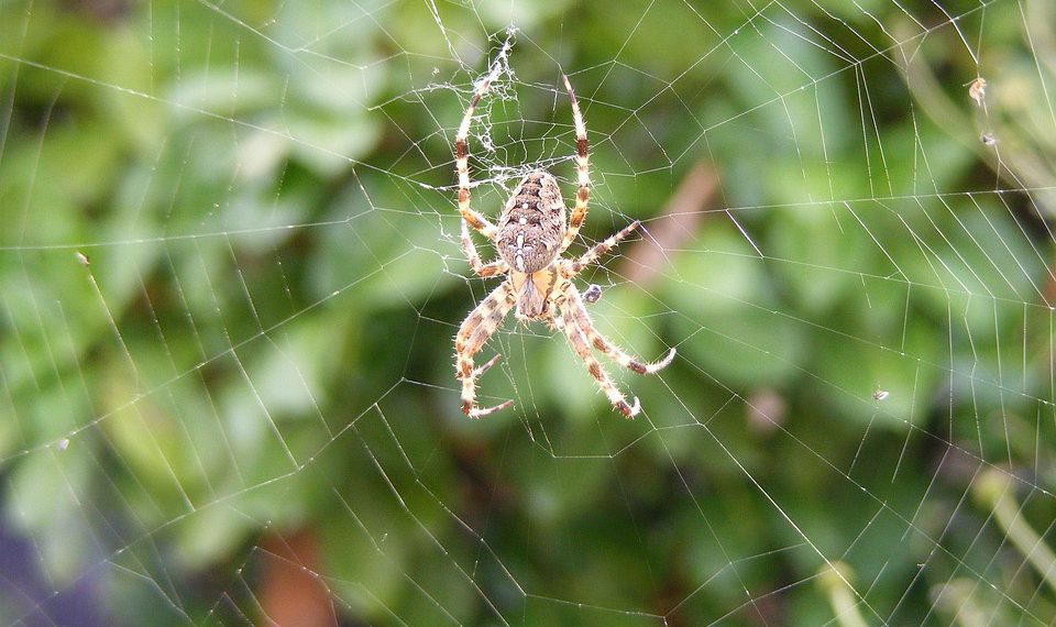 יוזמות אירוח ירוקות של Hostinger: צעד לקראת אירוח אתרים בר קיימא