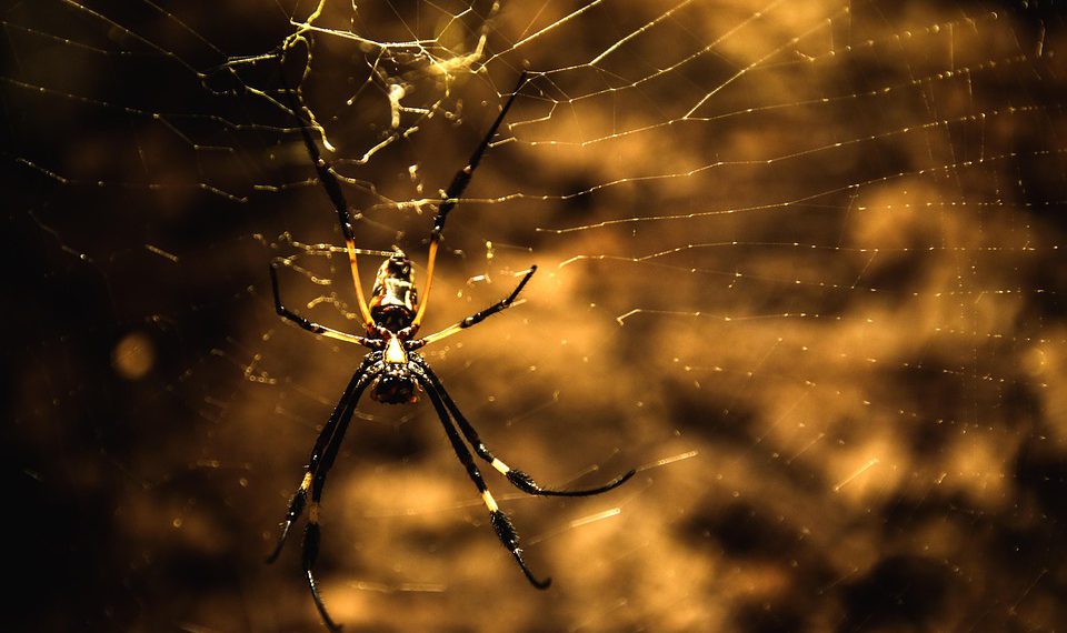 DreamHost לעומת מתחרים: איזה ספק אירוח מתאים לך?