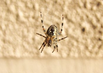 A2 Hosting ב-2026: איזה מסלול אחסון באמת מתאים לכם?