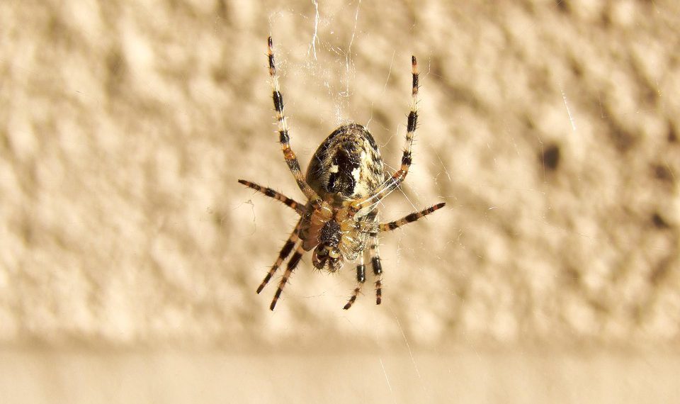 משותף למסור: הסבר על התוכניות של A2 Hosting