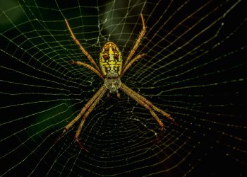 בין טכנולוגיה לבין תקציב: כיצד לבחור בין שרת ייעודי לאירוח שיתופי?