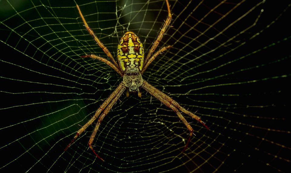 בין טכנולוגיה לבין תקציב: כיצד לבחור בין שרת ייעודי לאירוח שיתופי?