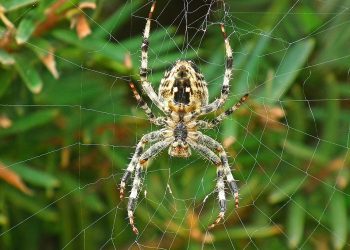 השוואת מחירים: חברות אחסון אתרים זולות מול המתחרים היקרים