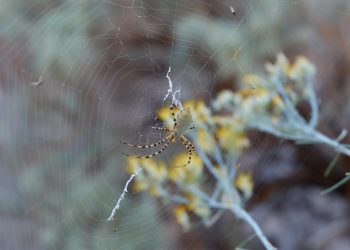 עשרת הטיפים המובילים כדי להפיק את המרב מאירוח אתרים שיתופי