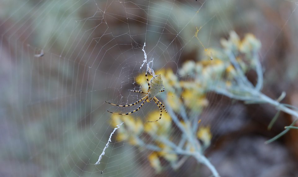עשרת הטיפים המובילים כדי להפיק את המרב מאירוח אתרים שיתופי