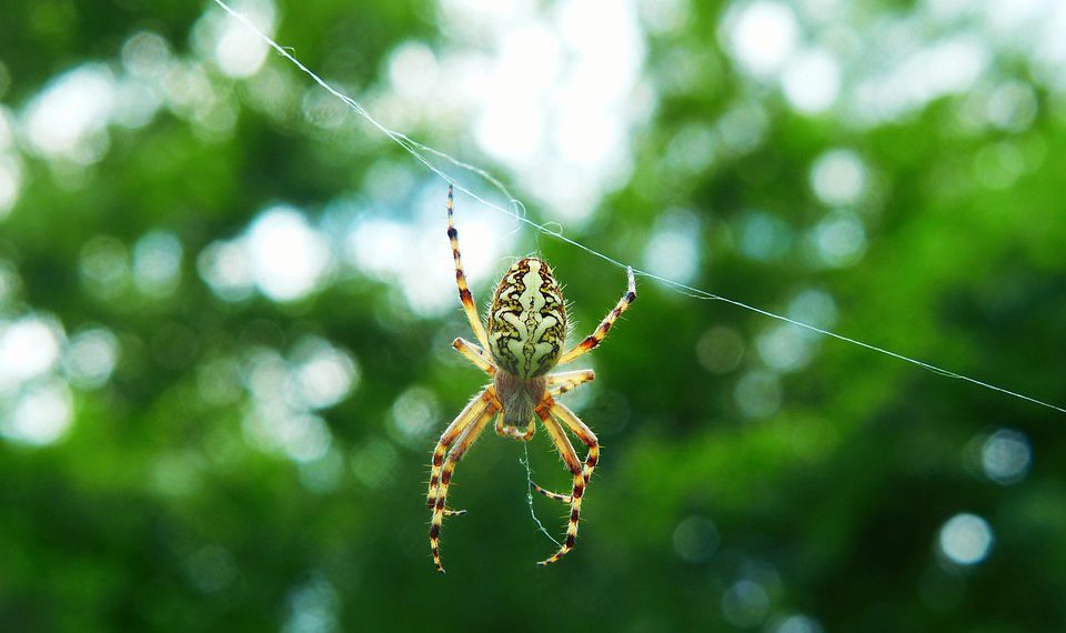 HostGator Green: כיצד מארח האינטרנט הזה מחויב לקיימות