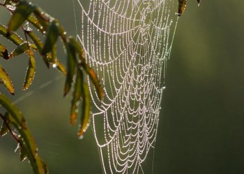 מדריך למתחילים ל-WP Engine: איך מתחילים לעבוד עם אירוח וורדפרס מנוהל ב-2026