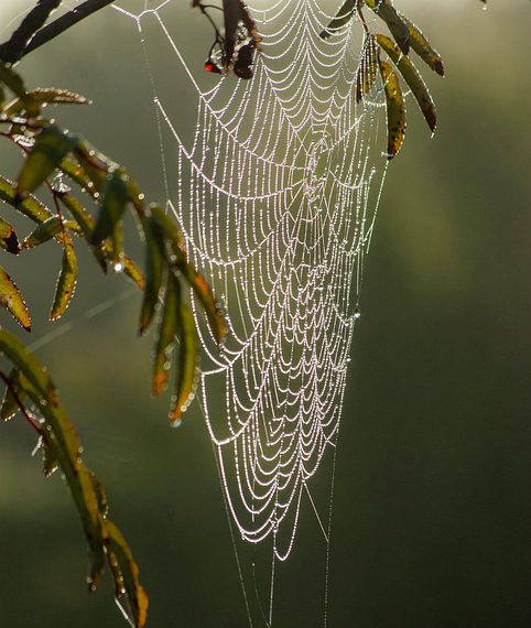 מדריך למתחילים ל-WP Engine: תחילת העבודה עם אירוח מנוהל