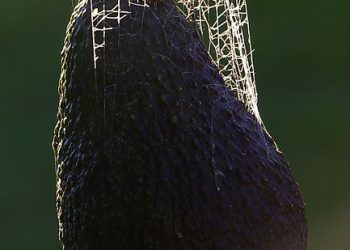 מדריך שלב אחר שלב להעברת האתר שלך ל-Bluehost ב-2026