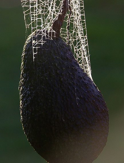 מדריך שלב אחר שלב להעברת האתר שלך ל- Bluehost