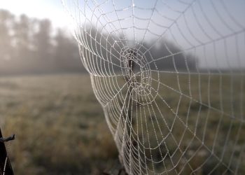 השוואת פלטפורמות אחסון אתרים לאתרי מסחר: מי מציע את הטוב ביותר?