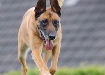 העתיד של אירוח אתרים: למה לצפות מ-InterServer בשנים הקרובות