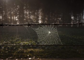 ההשפעה הסביבתית של אירוח: כיצד קינסטה הופכת ירוקה