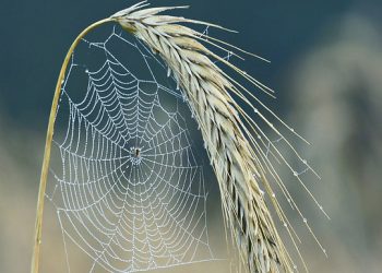 האם GreenGeeks מתאים לעסק שלך? ניתוח ביצועים, יתרונות וחסרונות (2024)