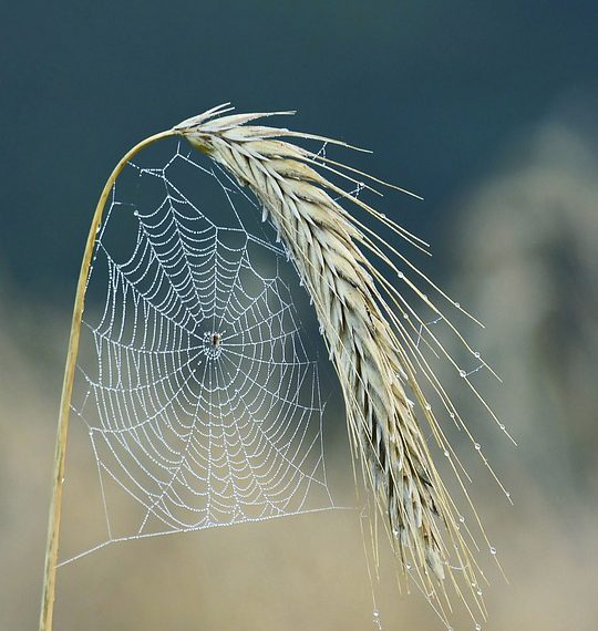 האם GreenGeeks מתאים לעסק שלך? ניתוח מעמיק של תכונותיו ויתרונותיו