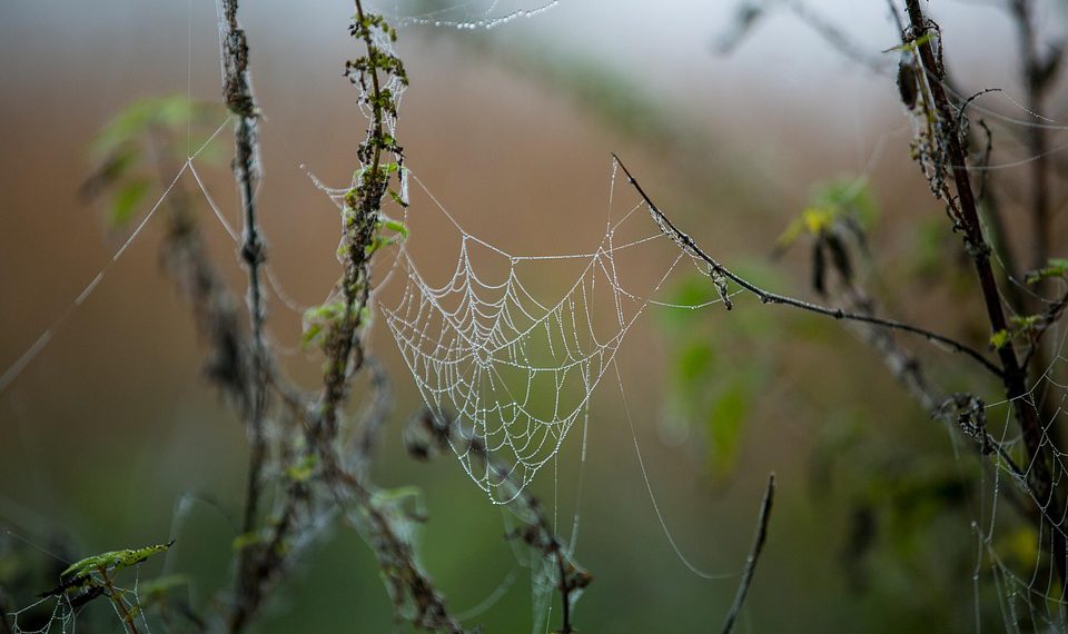 הגנת עתיד של התשתית שלך: היתרונות של בחירת Jet Server