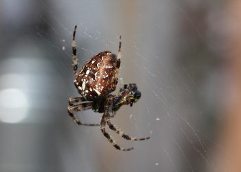 כיצד סביבת הסטייג'ינג של Kinsta מייעלת את פיתוח האתר ב-2026