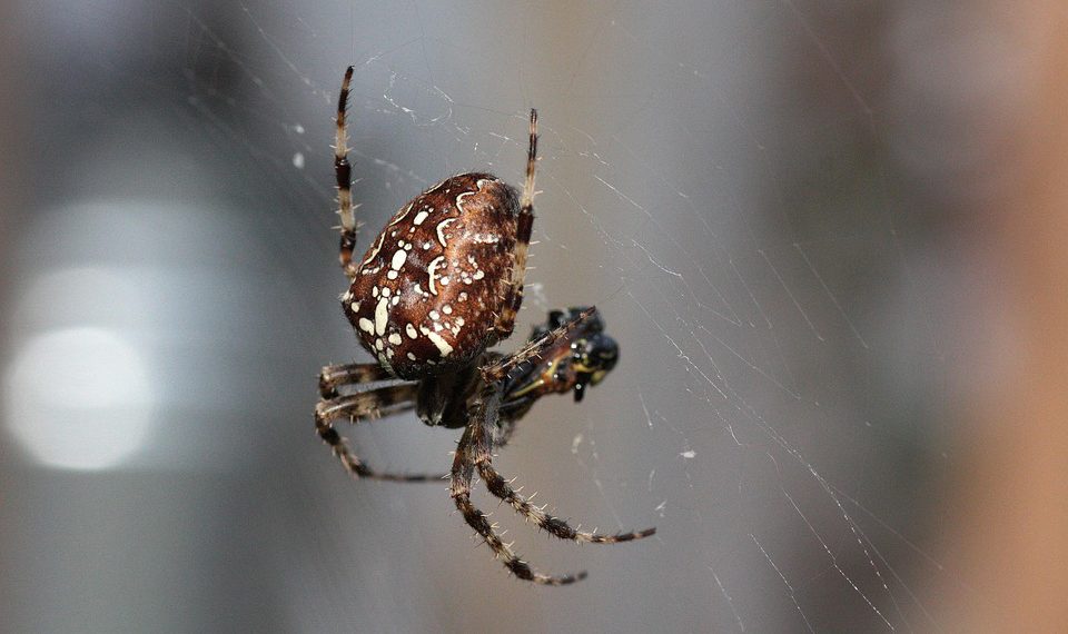 כיצד סביבת הבמה של Kinsta מייעלת את פיתוח האתר