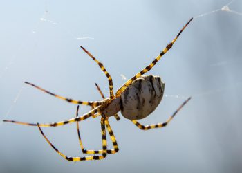 האם האתר שלכם באמת מוגן? כל מה שצריך לדעת על תכונות האבטחה של InterServer